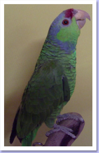 Peanut