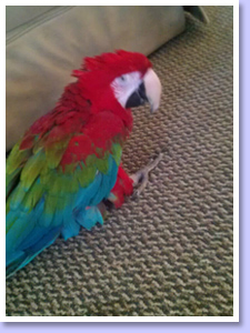 Ruby