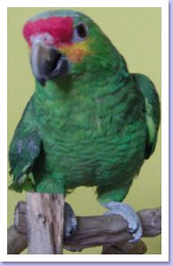 Sorley