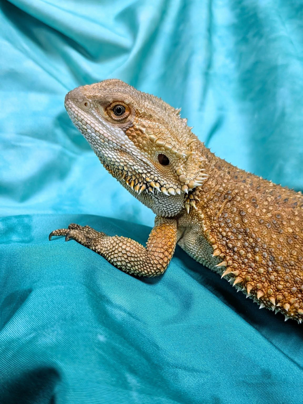 Bearded dragon on a blue satin drape.