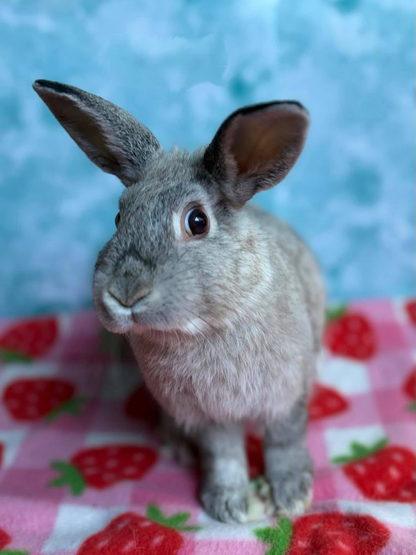Grey rabbit on a strawberry table cloth.