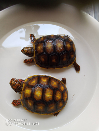Chomp & Chug, Red-footed Tortoises