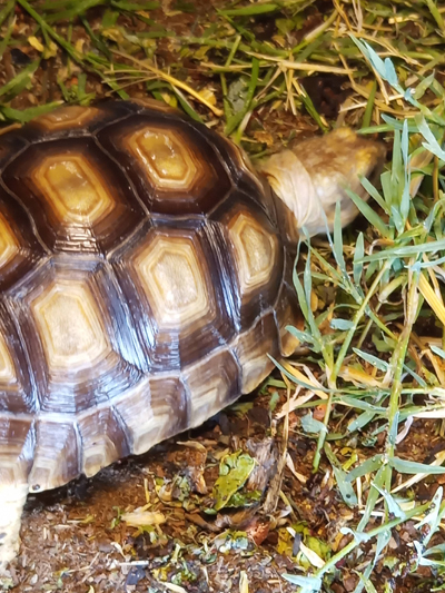 Chy, Sulcata Tortoise