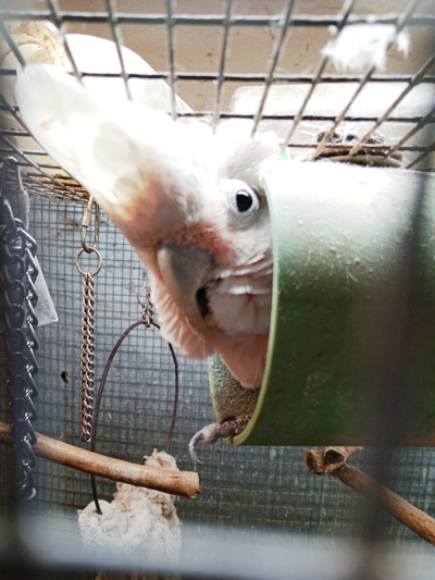 Cloudy, Goffin's Cockatoo