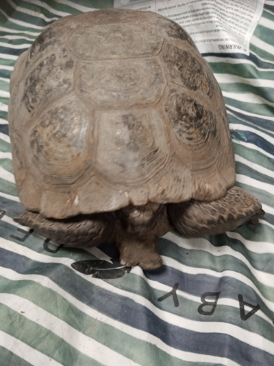 Groot, California Desert Tortoise