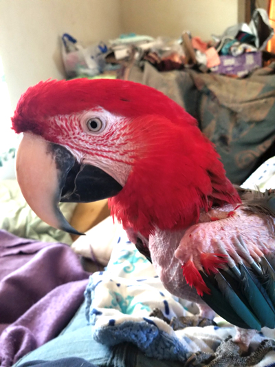 Knute, Green-winged Macaw