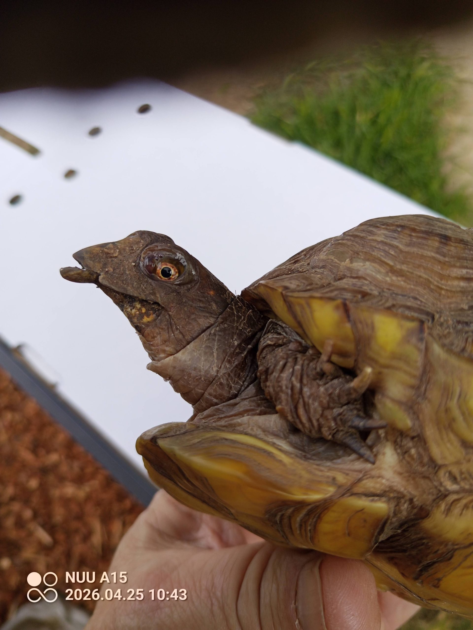 Lenna, Three-toed Box Turtle