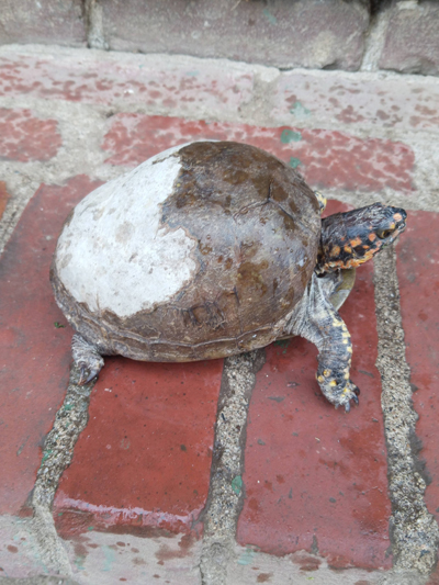 Mariann, Three-toed Box Turtle