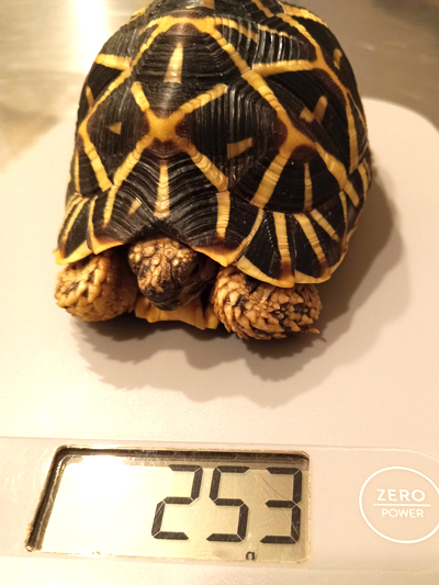McQueen, Indian Star Tortoise