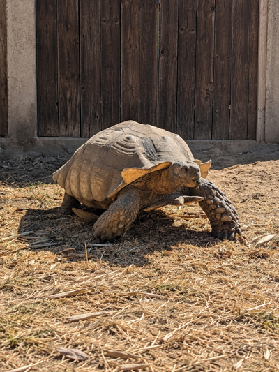 Mikey, Sulcata Tortoise