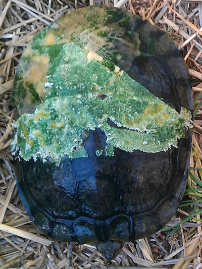 Pedro, Semi-aquatic Turtle