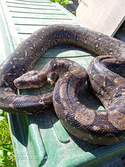 Raven, Boa Constrictor