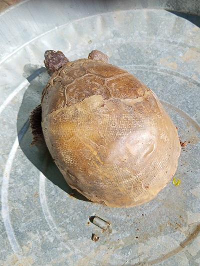 Ross, Three-toed Box Turtle