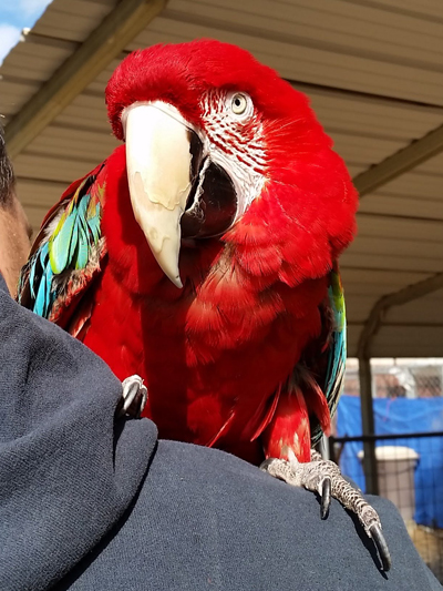 Ruby, Green-winged Macaw