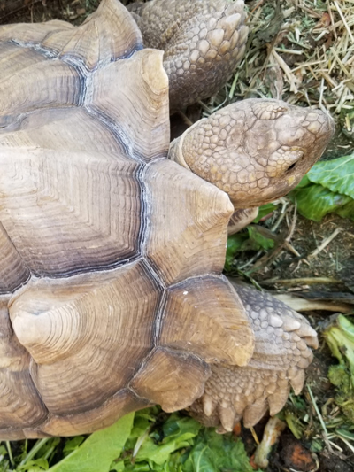 Shellie, Sulcata Tortoise