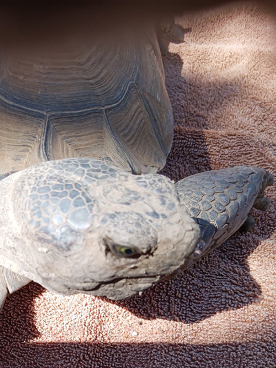 Speedy, California Desert Tortoise