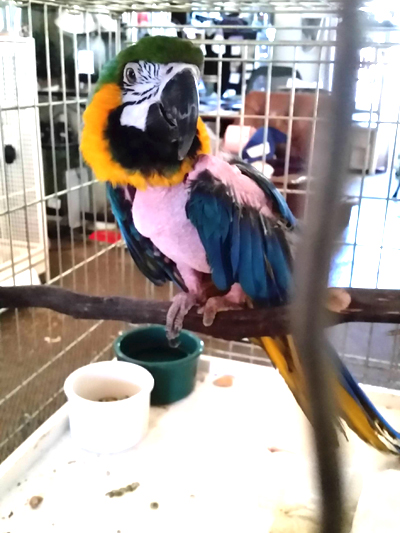Spirit, Blue & Gold Macaw