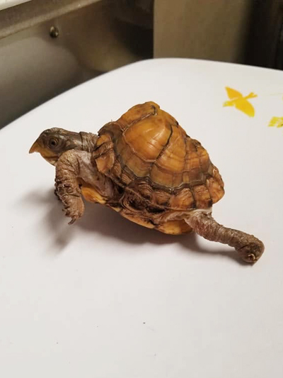 SugarBear, Three-toed Box Turtle