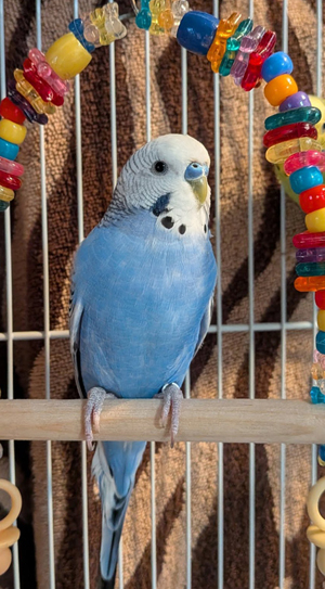 Blue and white Budgie