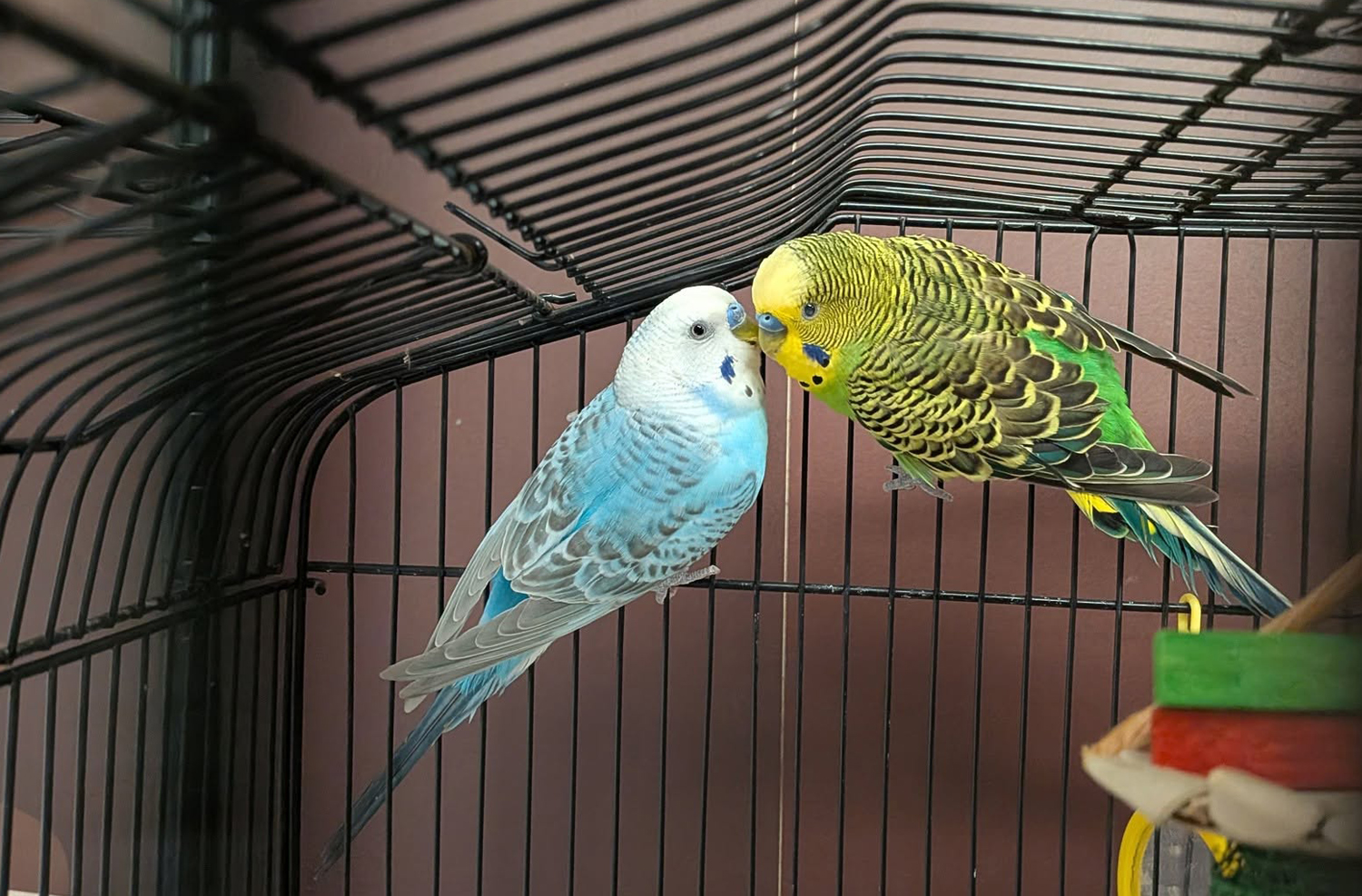 Kissing Budgies