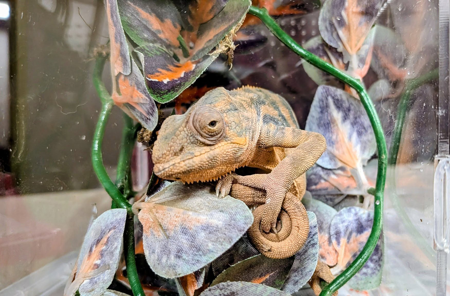 Chameleon