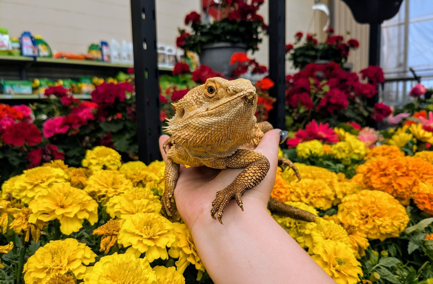 Bearded Dragon in the flower department.