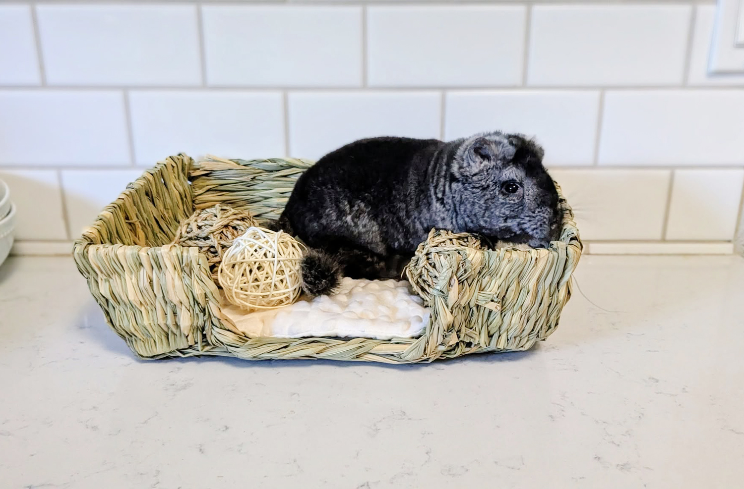 Chinchilla in a basket