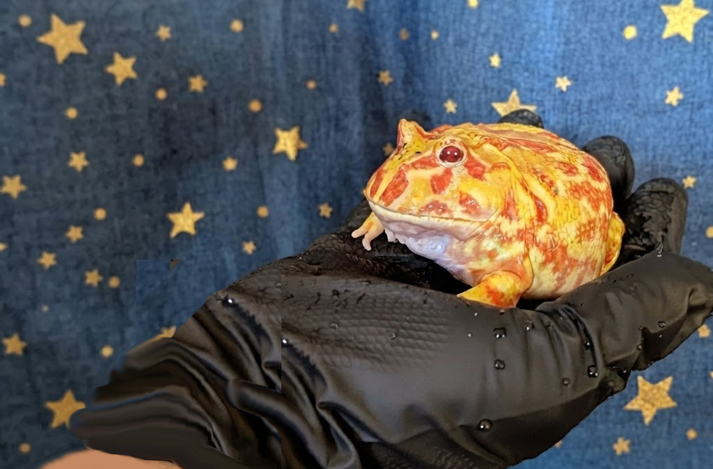 Fat orange and yellow frog.