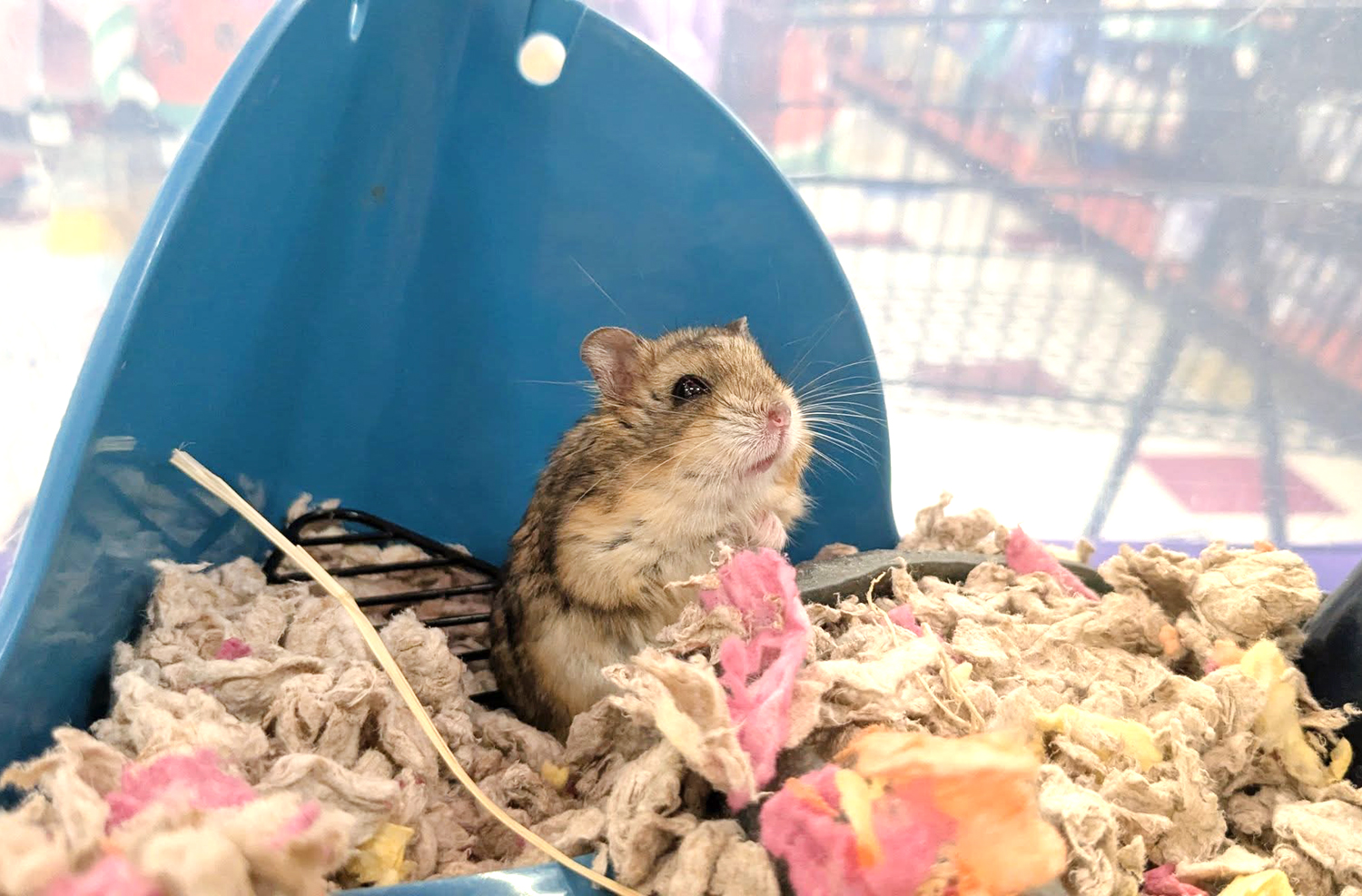 Cali_FID Hamster
