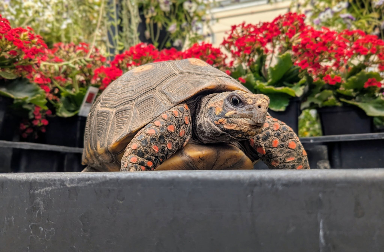 Tortoise