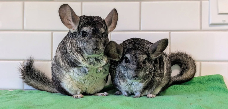 chinchilla pair