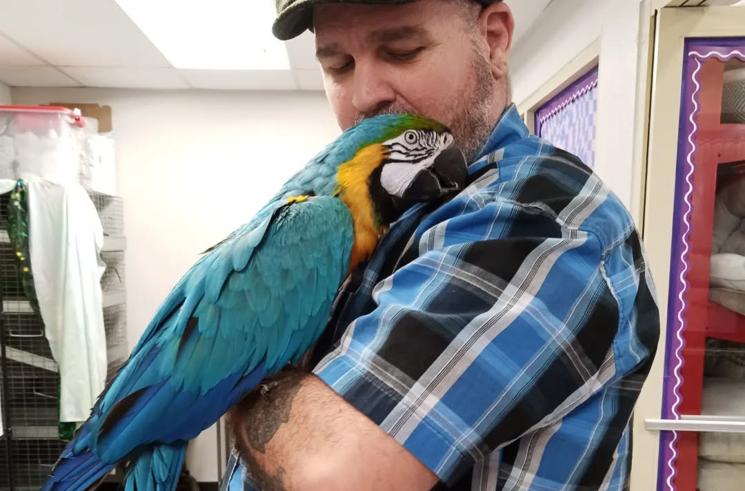 Foster dad with a Macaw