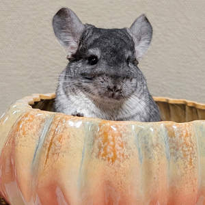 Little chinchilla in a bowl.
