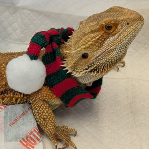 Bearded Dragon with Holiday scarf around his neck.