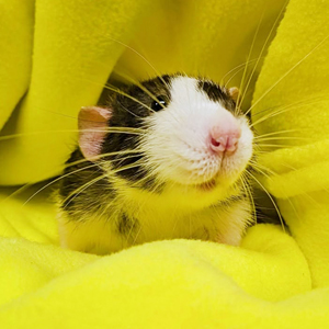 Baby Rat