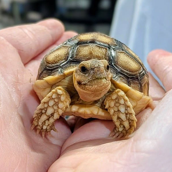 Little tortoise