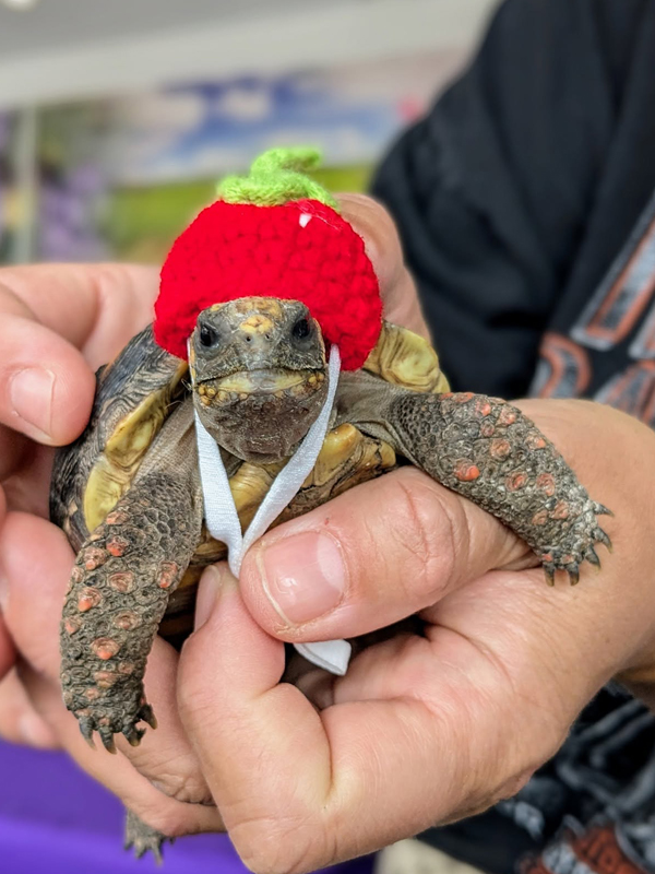 Tortoise sporting a red crochet hat.